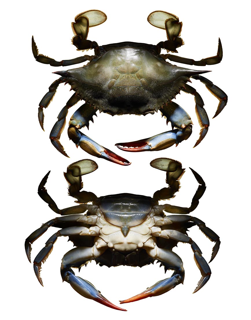 LEVI_BROWN_CRAB