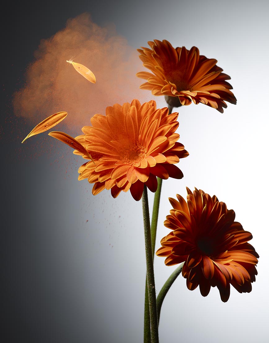 LEVI_BROWN_ORNAGE_FLOWER_POLLEN